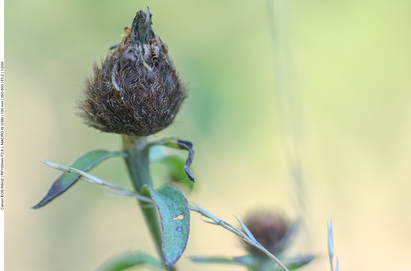 Schwarze Flockenblume [Centaurea nigra]