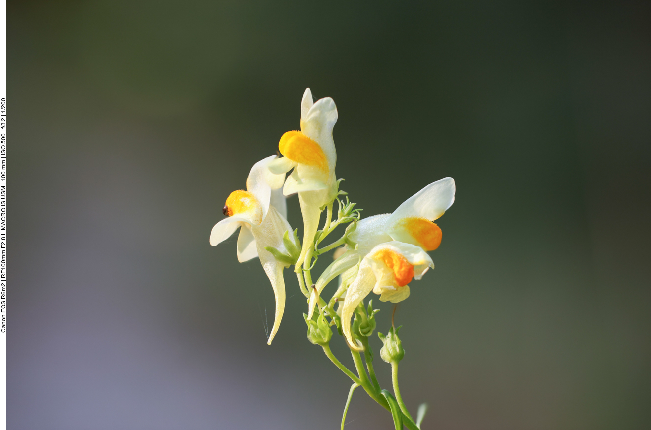 Gemeines Leinkraut [Linaria vulgaris] 