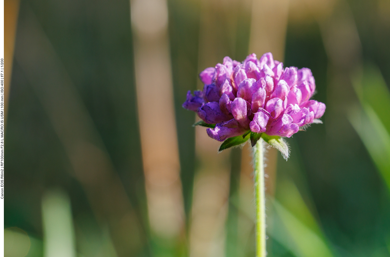Wald-Witwenblume [Knautia dipsacifolia] 