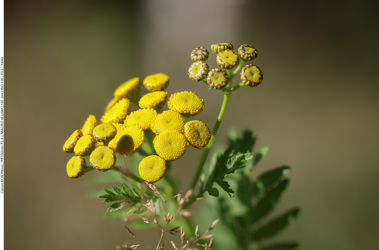 Rainfarn [Tanacetum vulgare] 