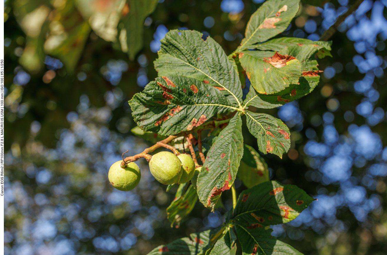 Kastanien, der Herbst ist doch schon im Anflug :-( 