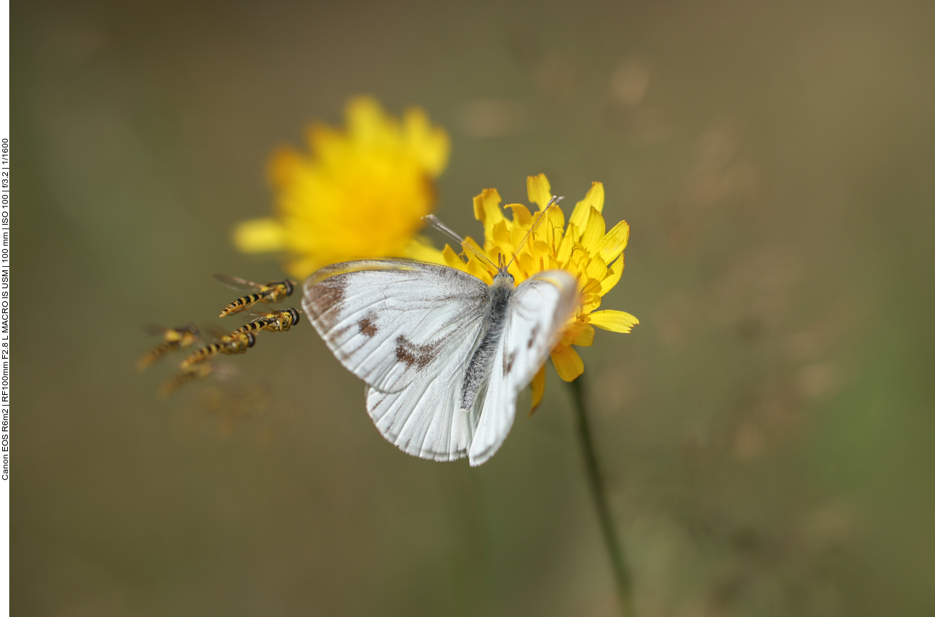 Kohlweisling [Pieris brassicare] 