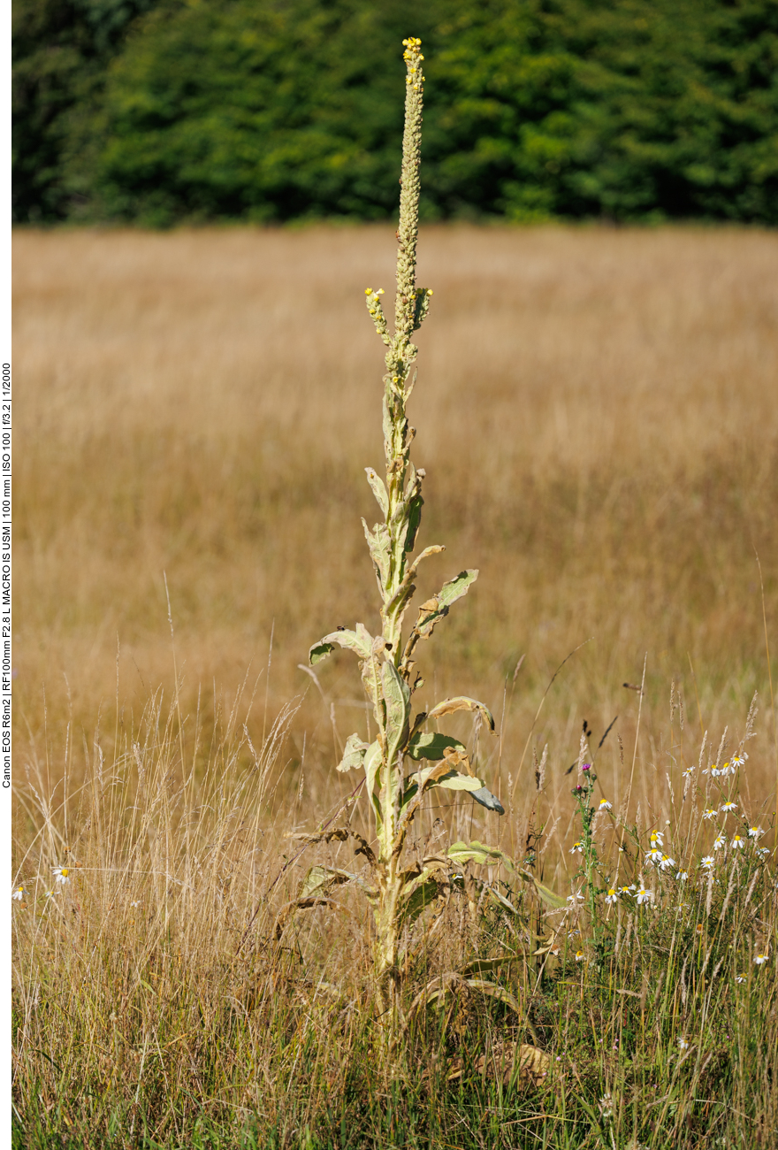 Echte Königskerze [Verbascum thapsus] 