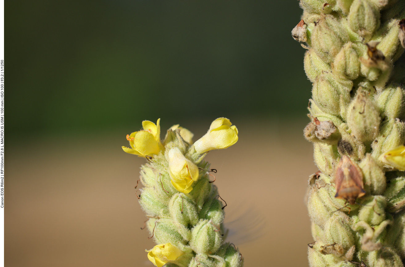 Blüte der Echten Königskerze [Verbascum thapsus] 