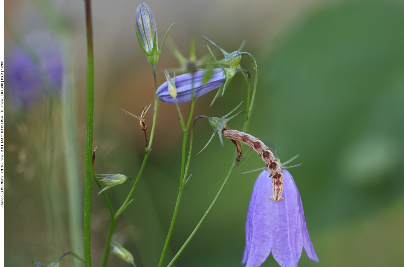 Larve eines unbekannten Insekts