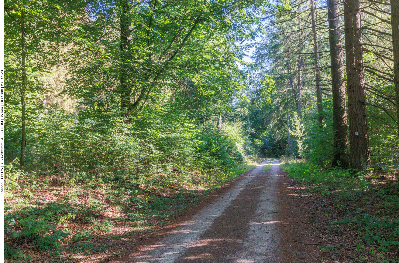 Breiter Waldweg 