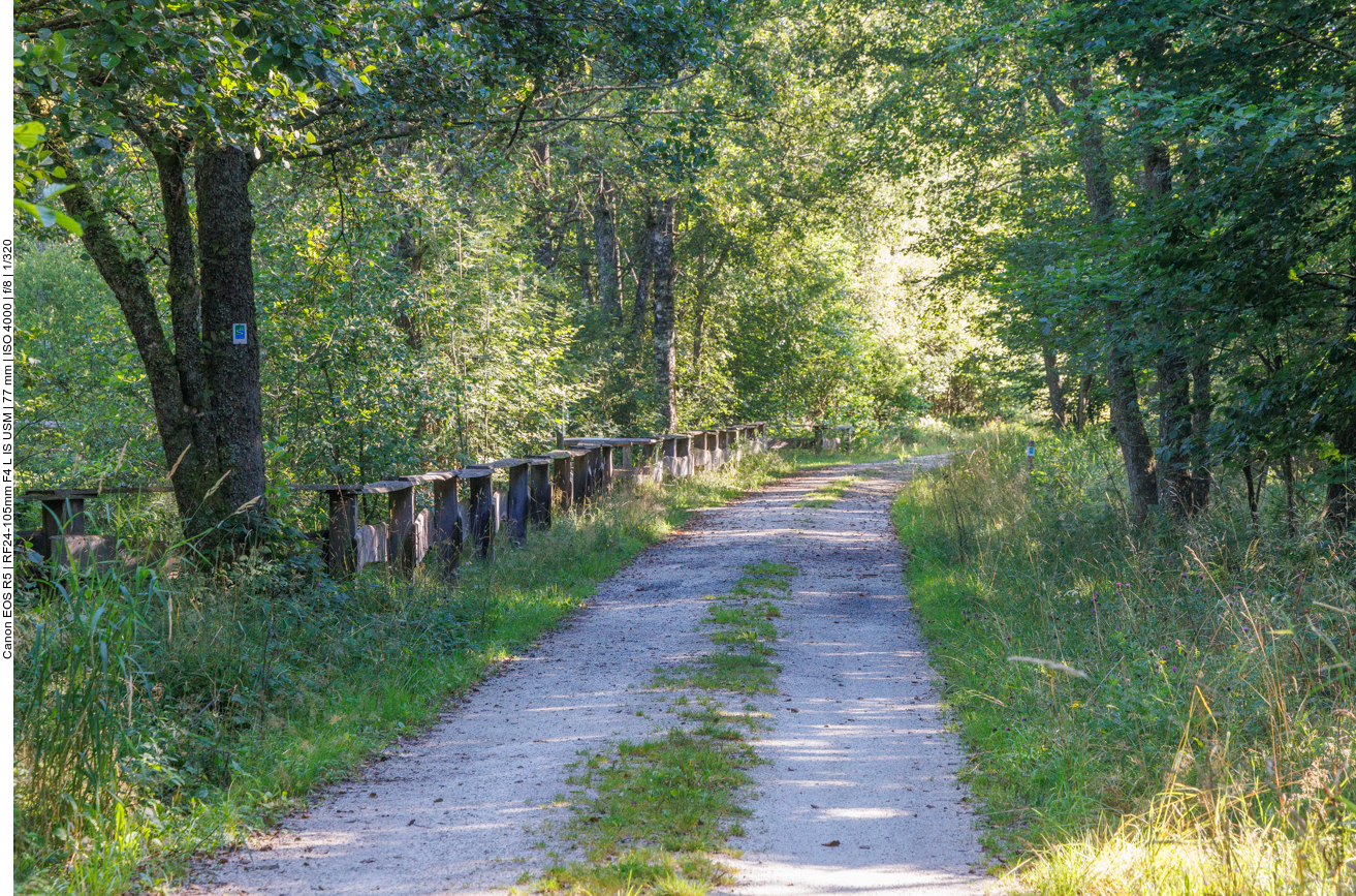 Weg durch das Moor 