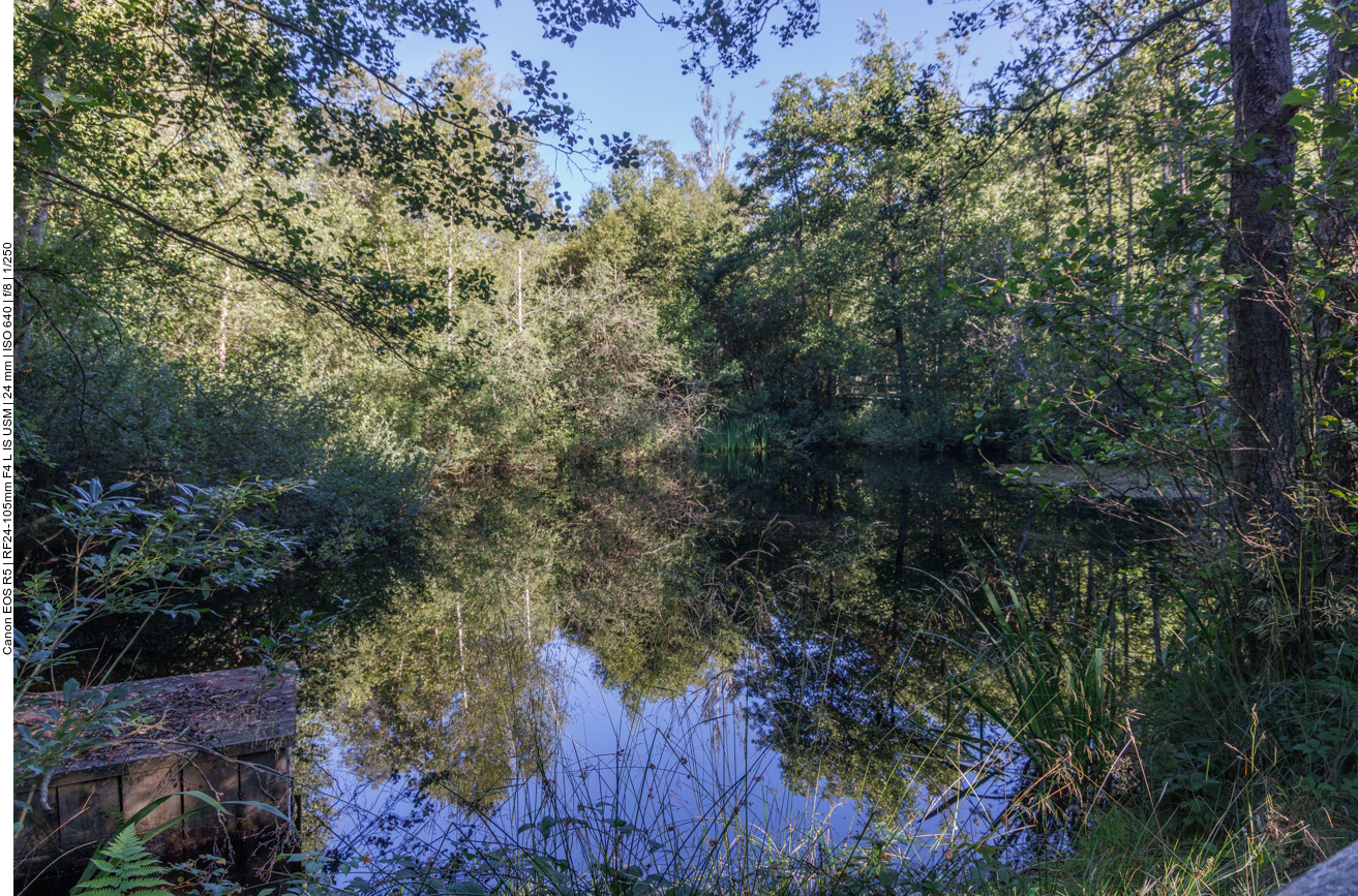 Kleiner Weier im Moor 