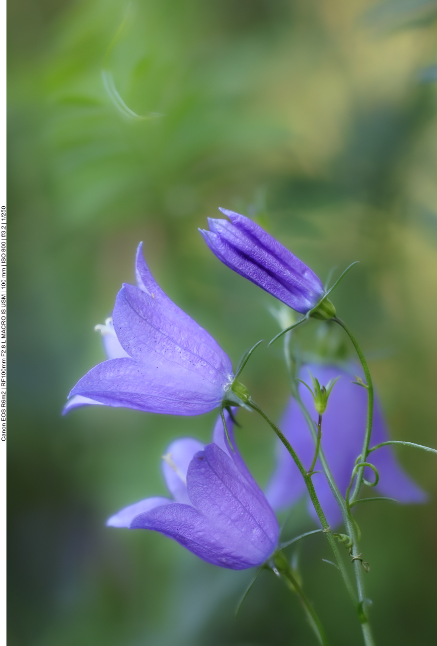 Rundblättrige Glockenblume [Campanula rotundifolia] 