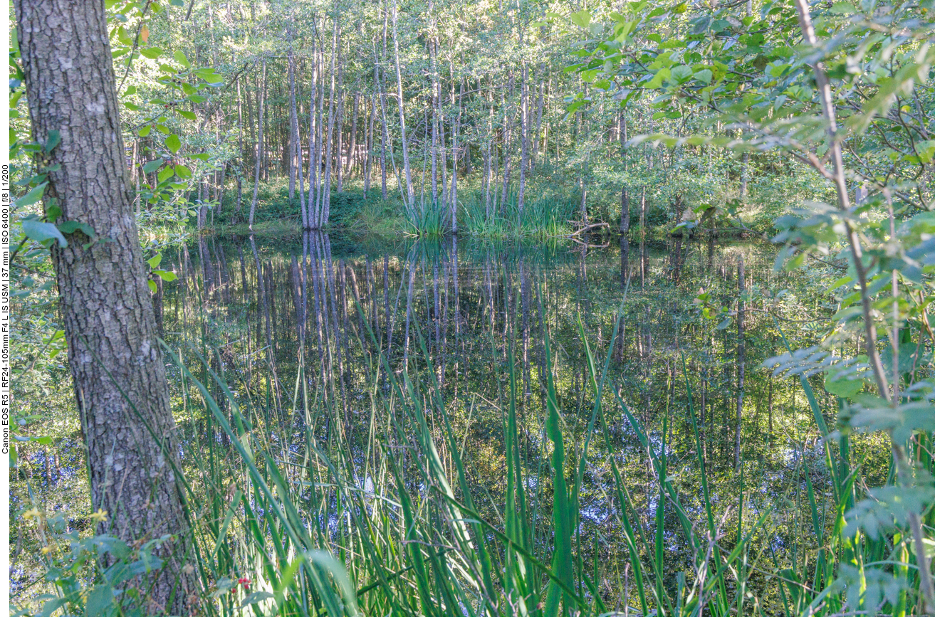 Noch ein kleiner Weiher im Moor 