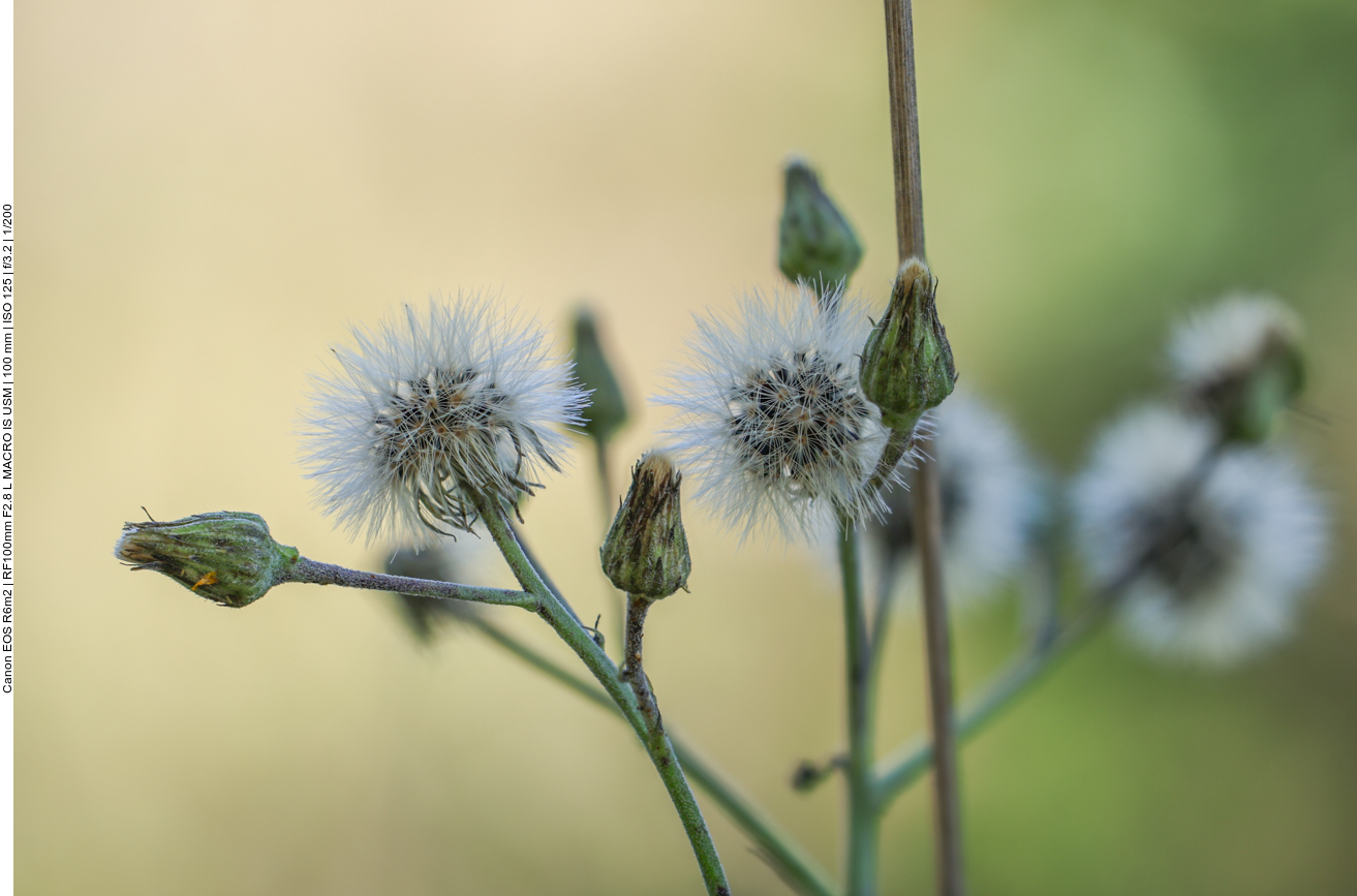 Savoyer Habichtskraut [Hieracium sabaudum] 