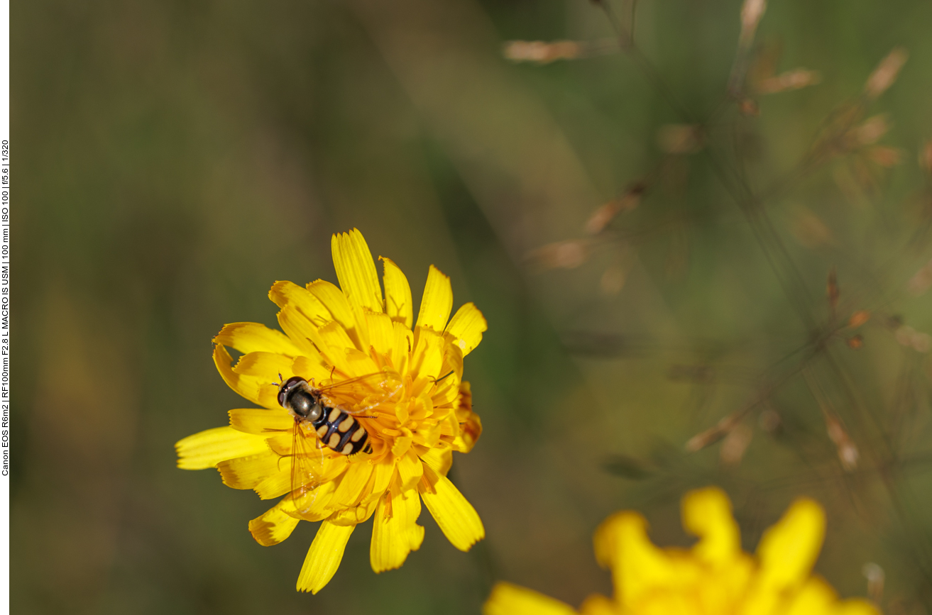 Schwebfliege auf Herbst-Löwenzahn [Scorzoneroides autumnalis] 
