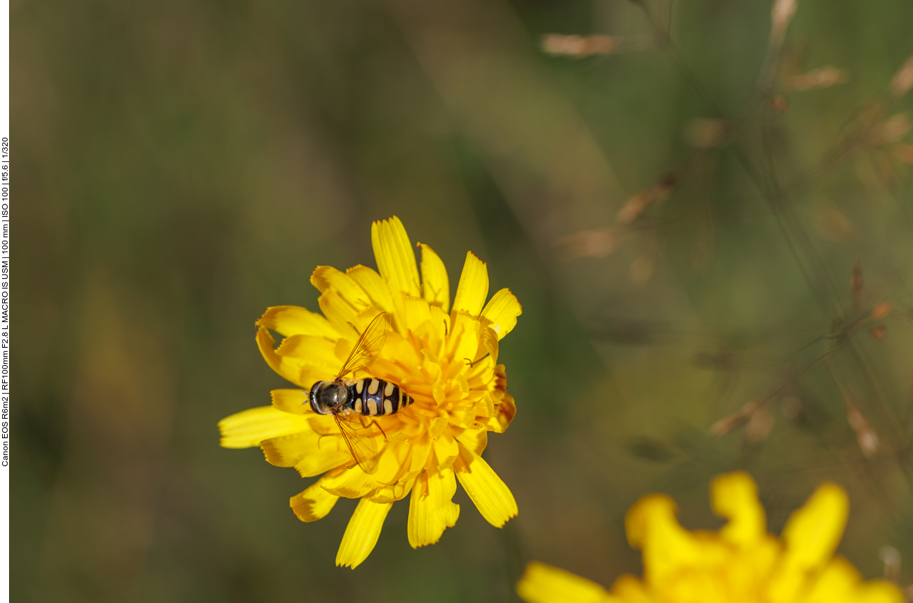 Schwebfliege auf Herbst-Löwenzahn [Scorzoneroides autumnalis] 