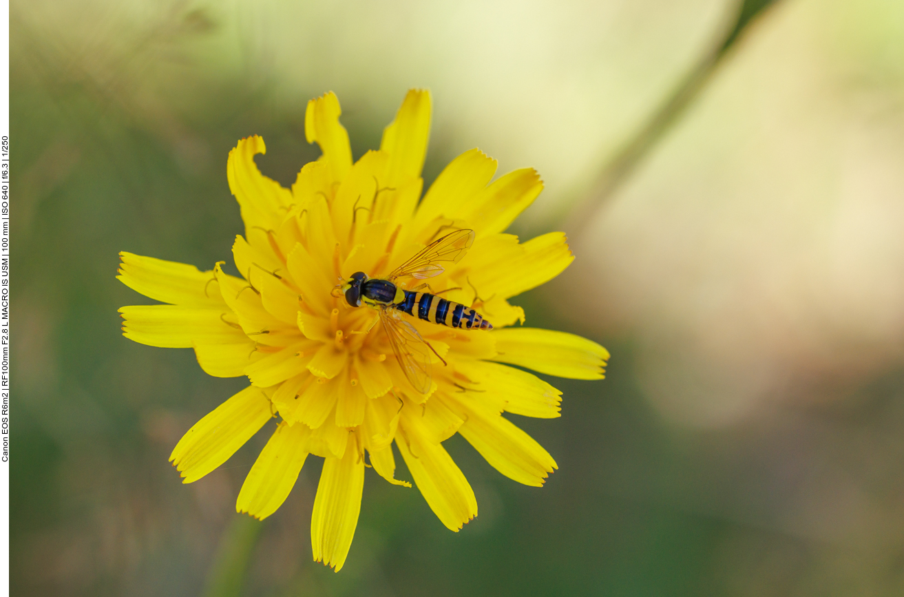 Schwebfliege auf Herbst-Löwenzahn [Scorzoneroides autumnalis] 