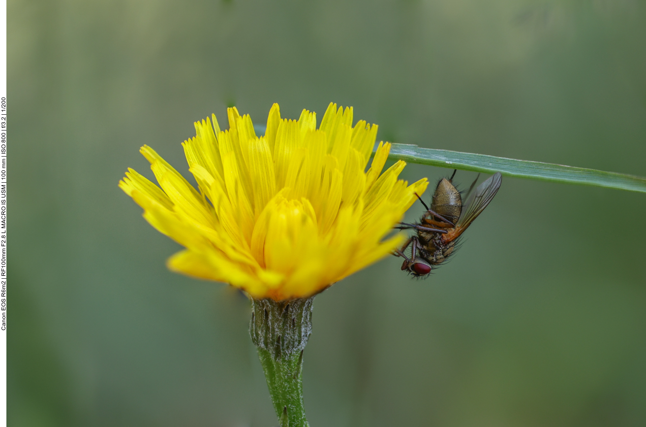 Fliege auf Herbst-Löwenzahn [Scorzoneroides autumnalis] 