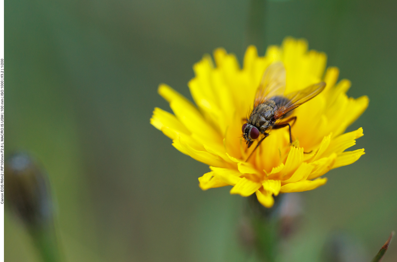 Fliege auf Herbst-Löwenzahn [Scorzoneroides autumnalis] 
