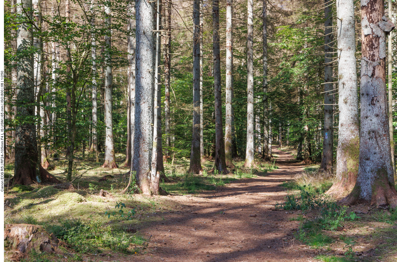 Ab geht's durch den Wald 