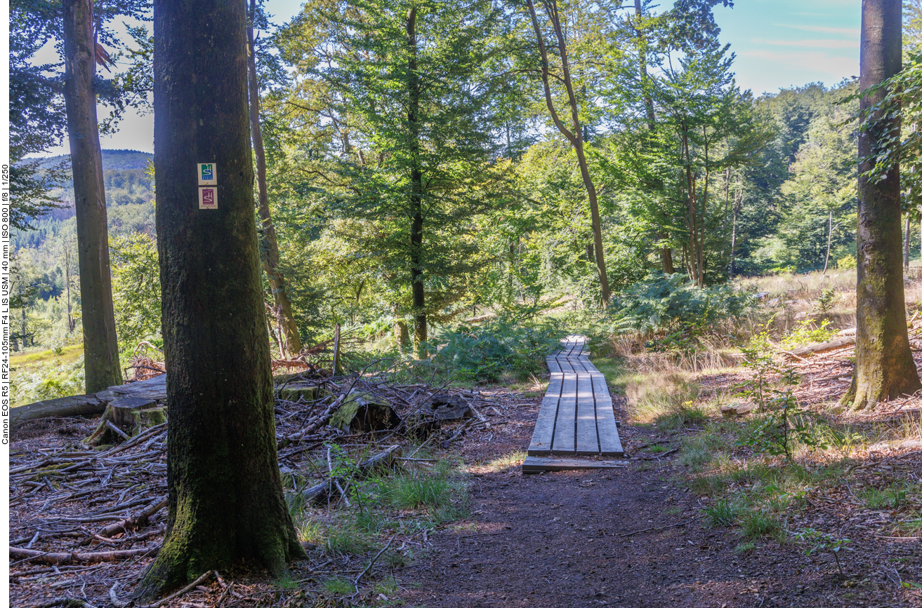 Am Ochsenbruch Moor 