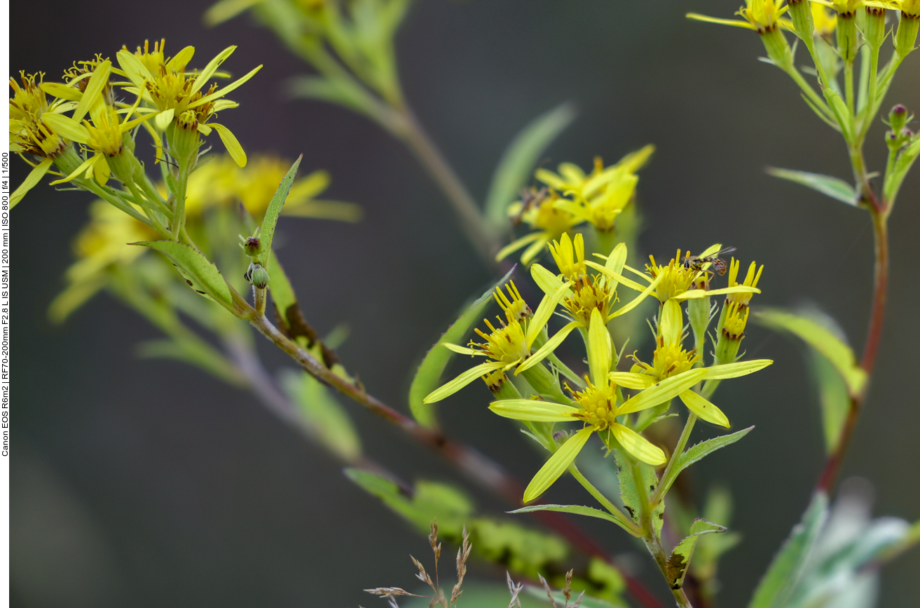 Fuchs' Gaiskraut [Senecio ovatus] 