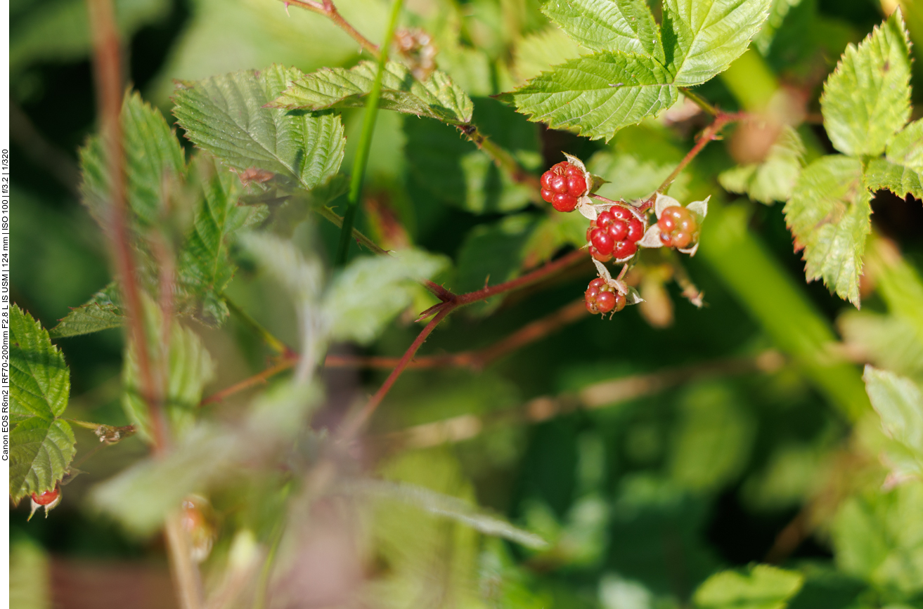 Brombeere [Rubus fruticosus] 