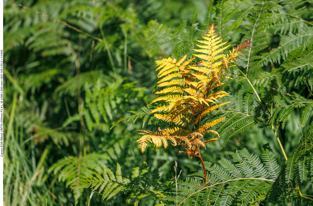 Adlerfarn [Pteridium aquilinum] 
