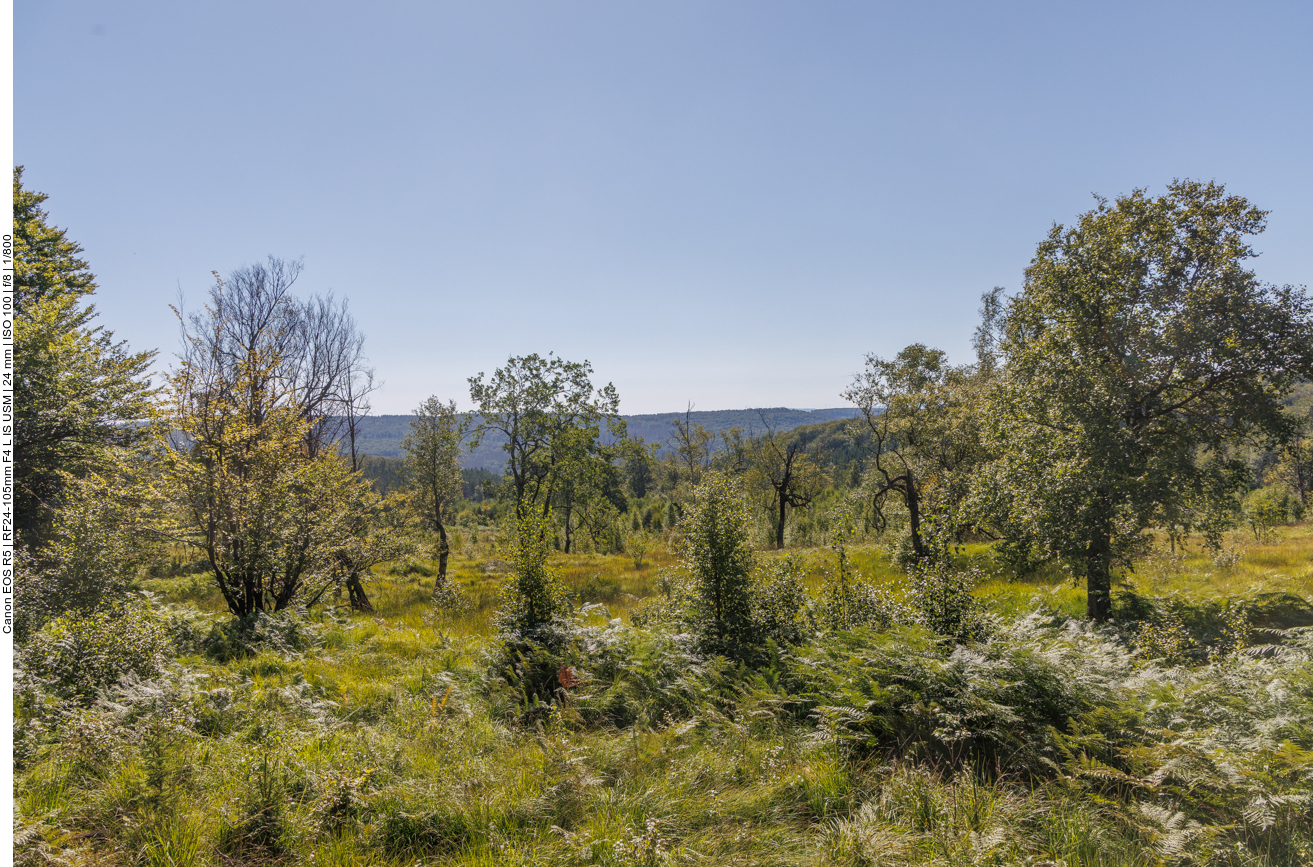 Das Ochsenbruch Moor 