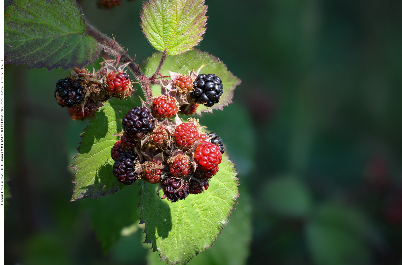 Brombeere [Rubus fruticosus] 
