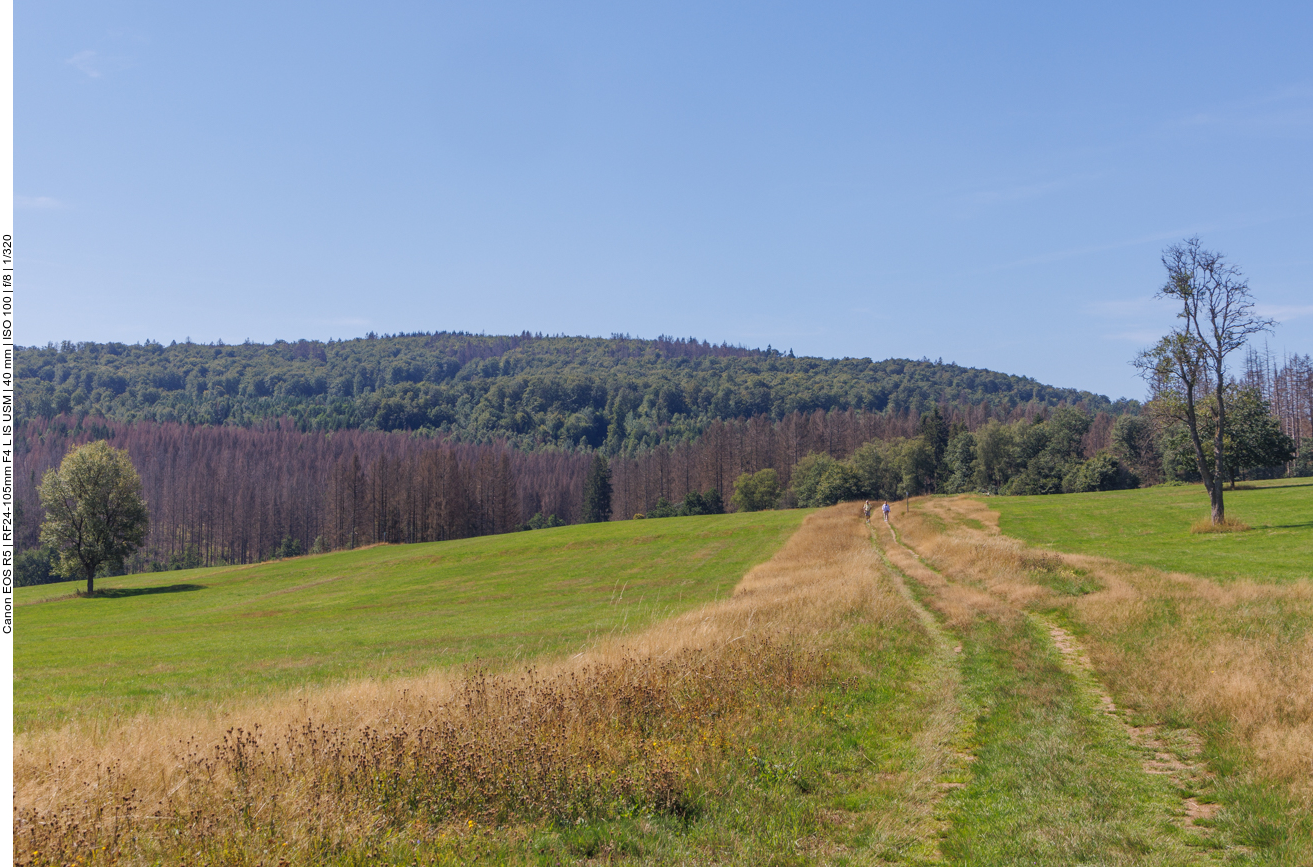 Auf einem Wiesenweg 