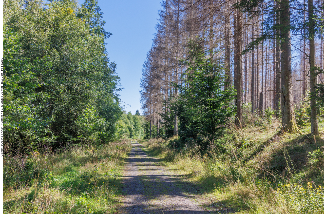 Wieder auf einem Waldweg 