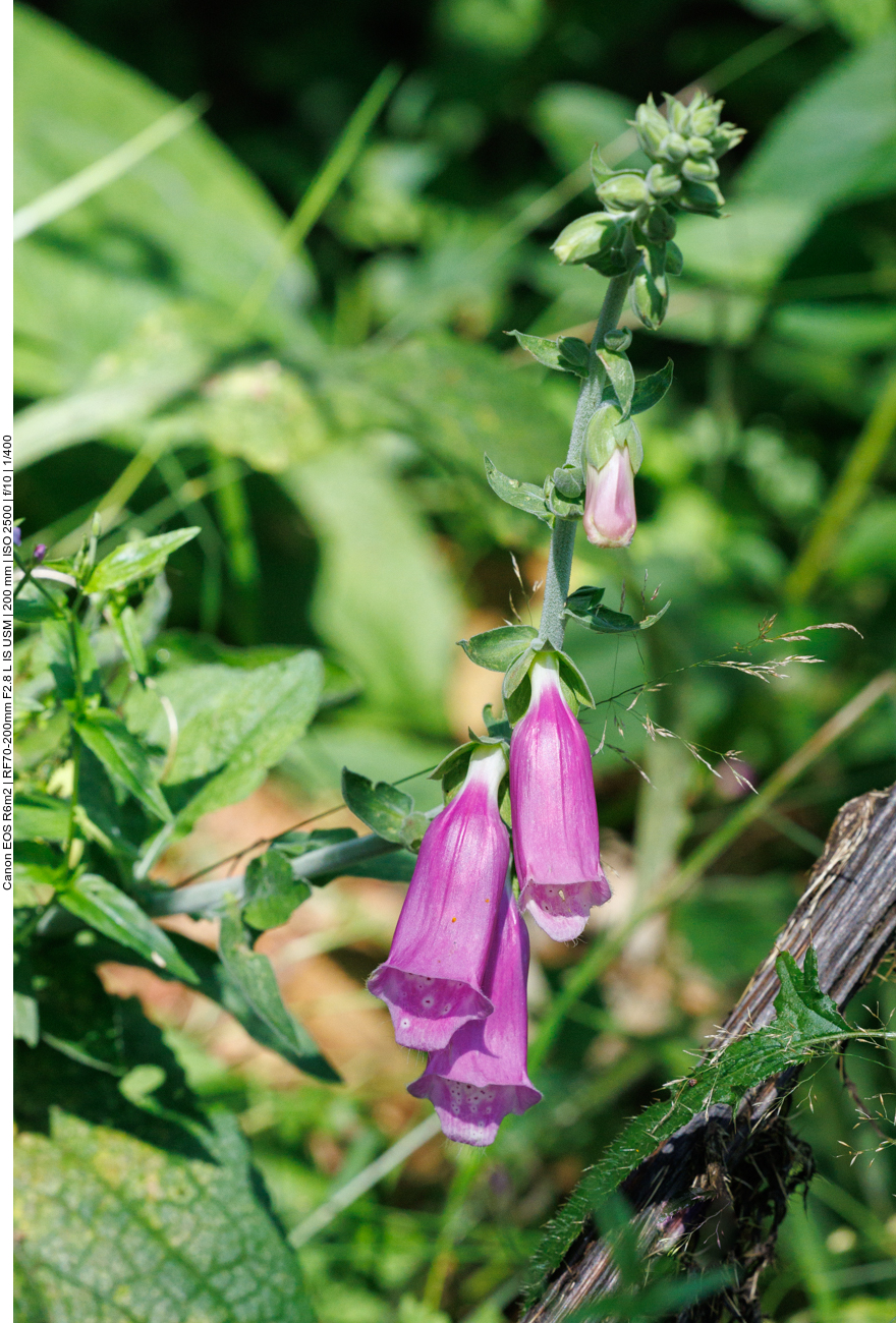 Roter Fingerhut [Digitalis Purpurea] 