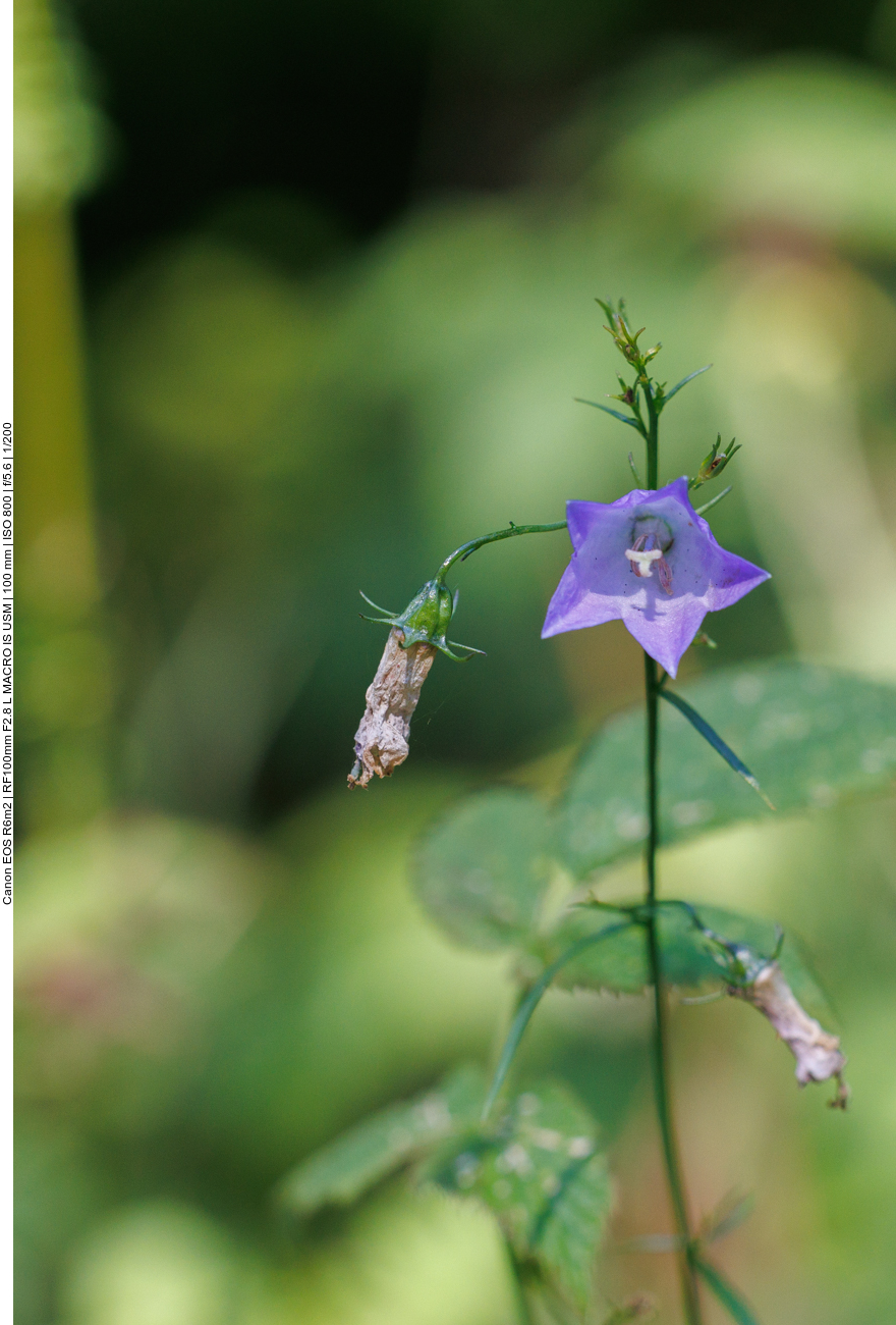 Rundblättrige Glockenblume [Campanula rotundifolia] 