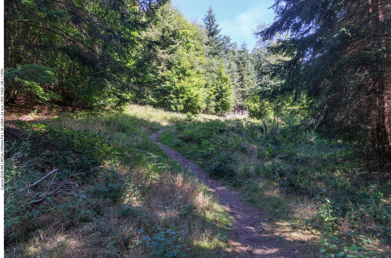 Pfad durch den Wald 