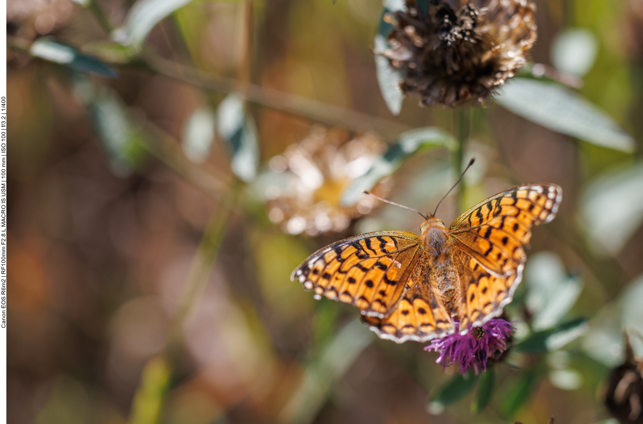 Großer Perlmutterfalter [Argynnis aglaja] 