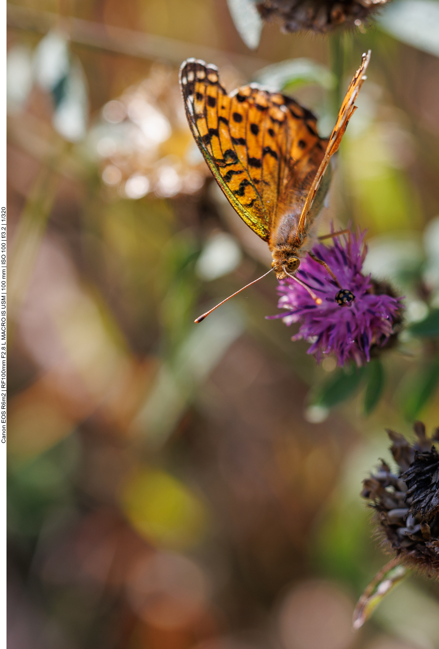 Großer Perlmutterfalter [Argynnis aglaja] 
