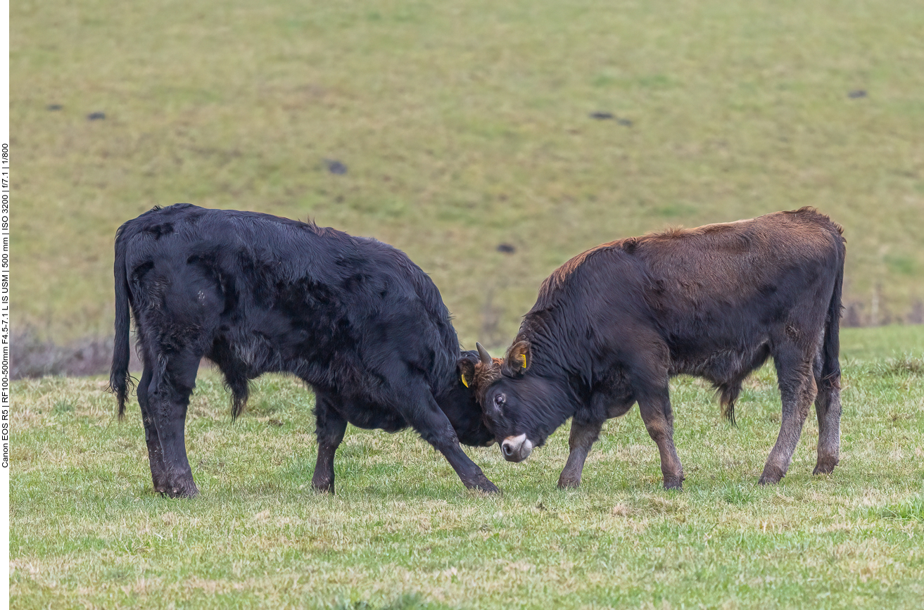 Taurus-Rinder
