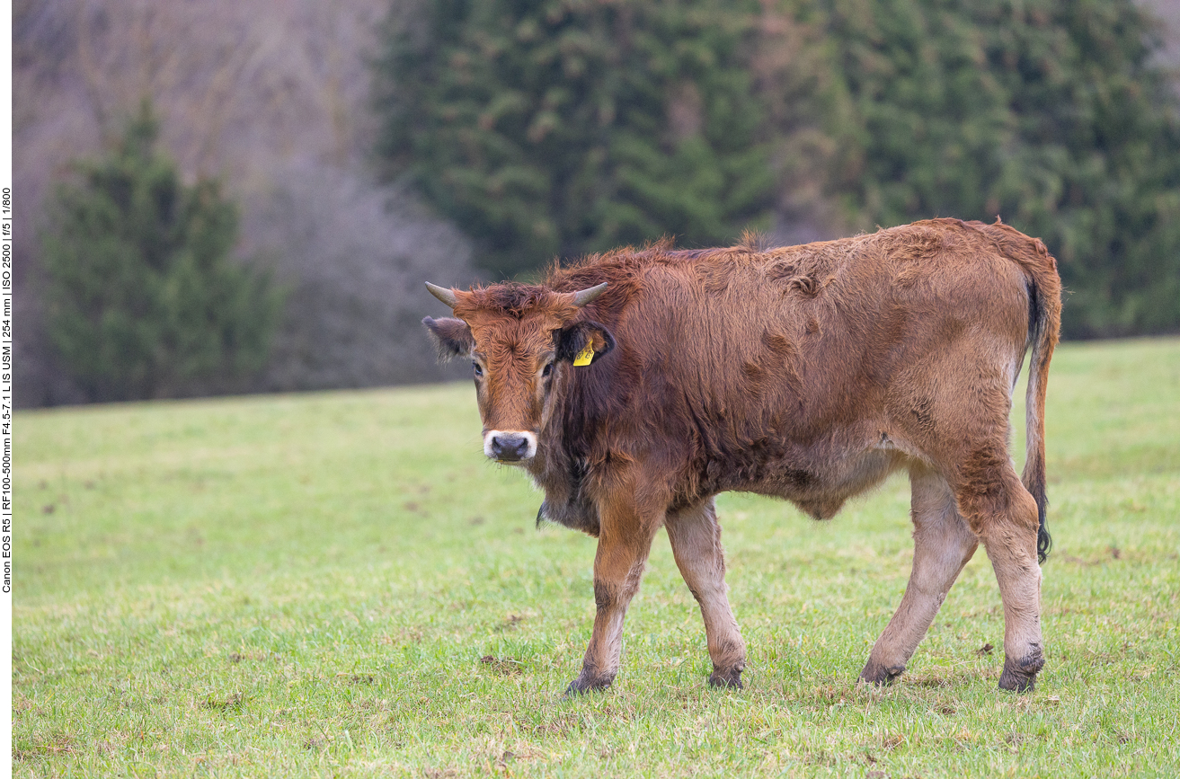 Taurus-Rind