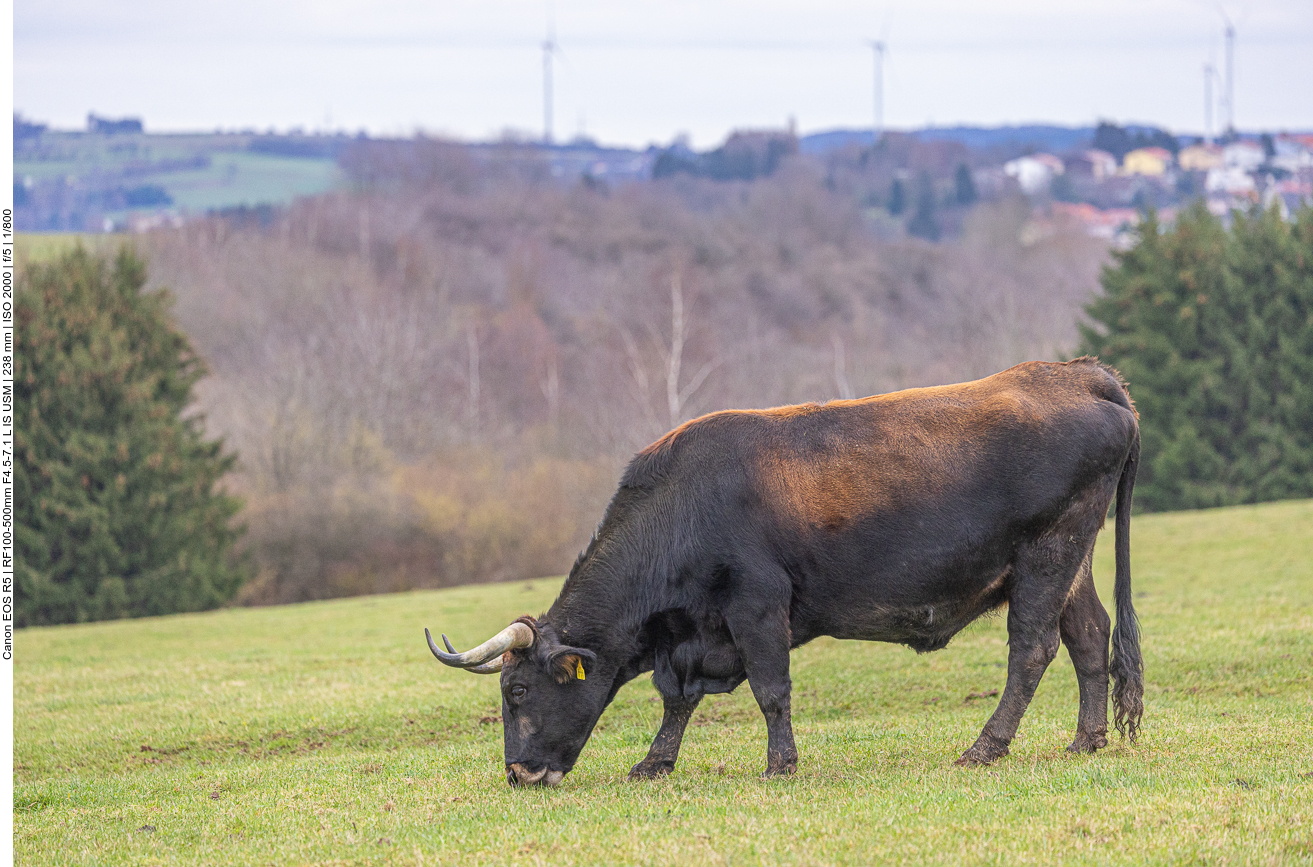 Taurus-Rind