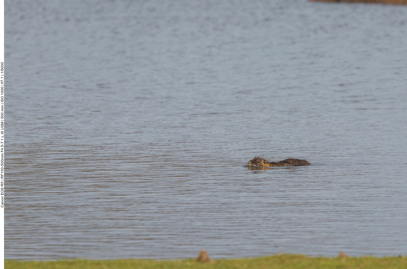 Nutria