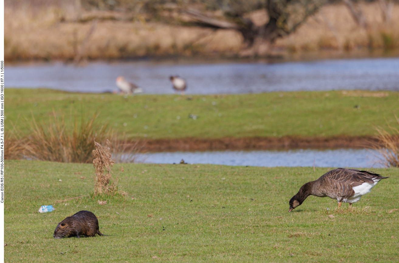 Nutria und Gans 
