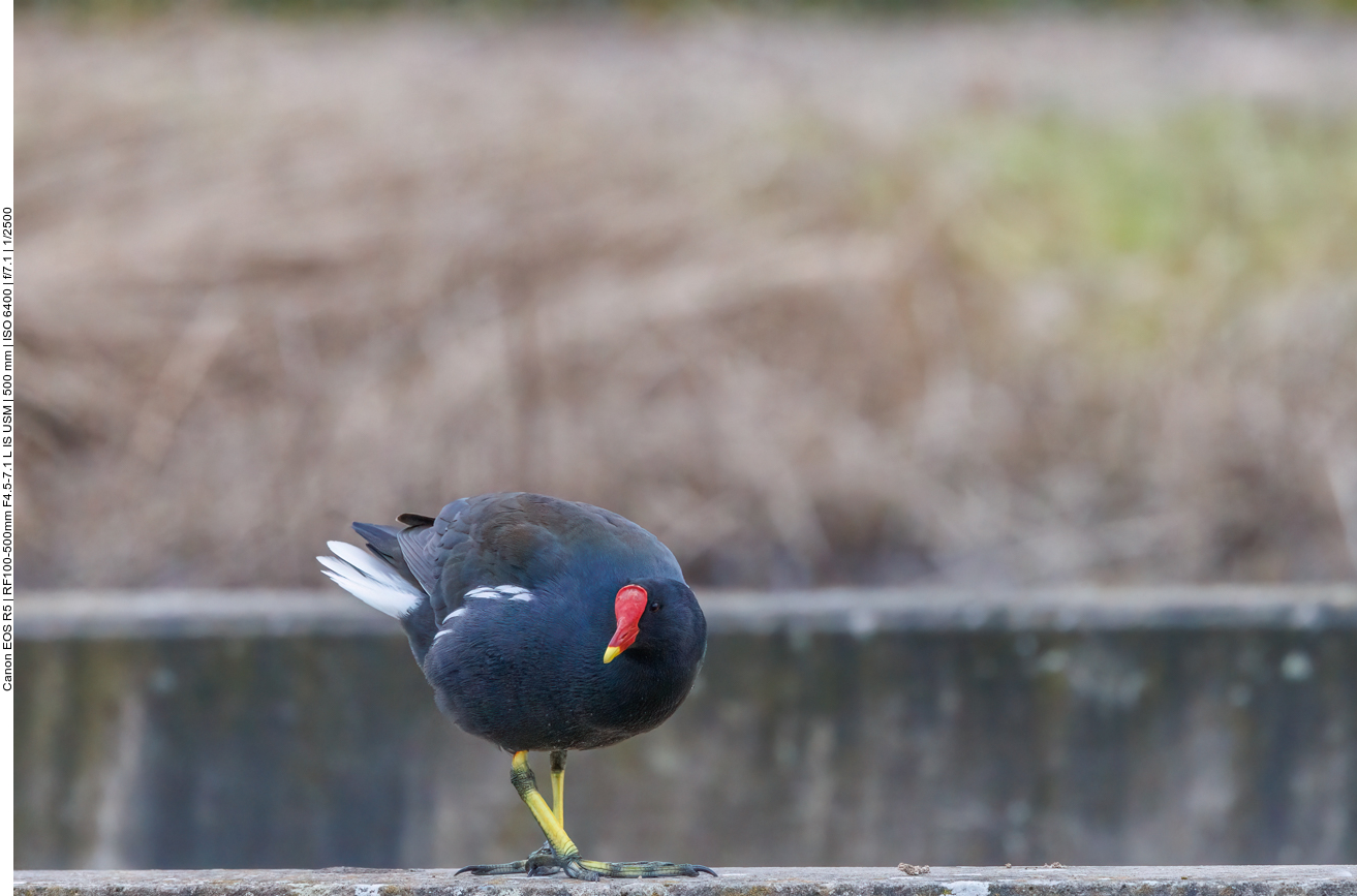 Teichhuhn
