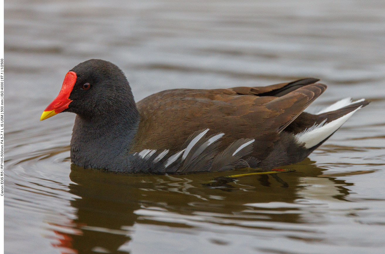 Teichhuhn
