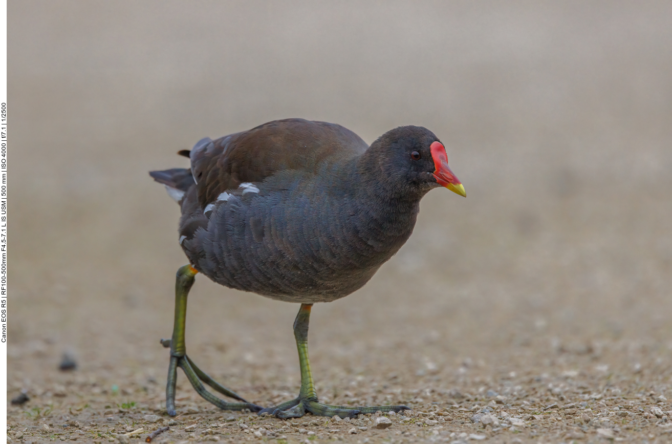 Teichhuhn