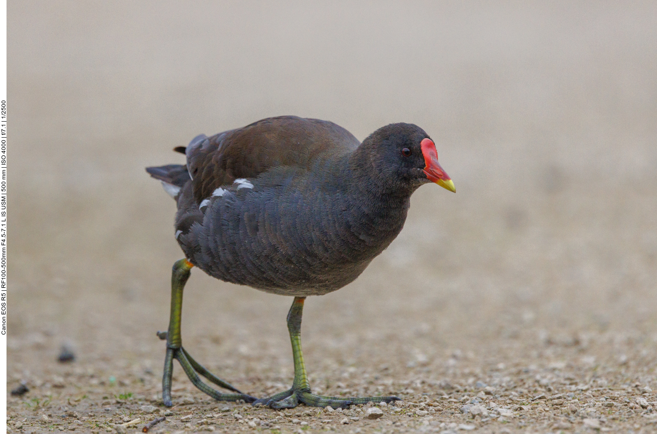 Teichhuhn