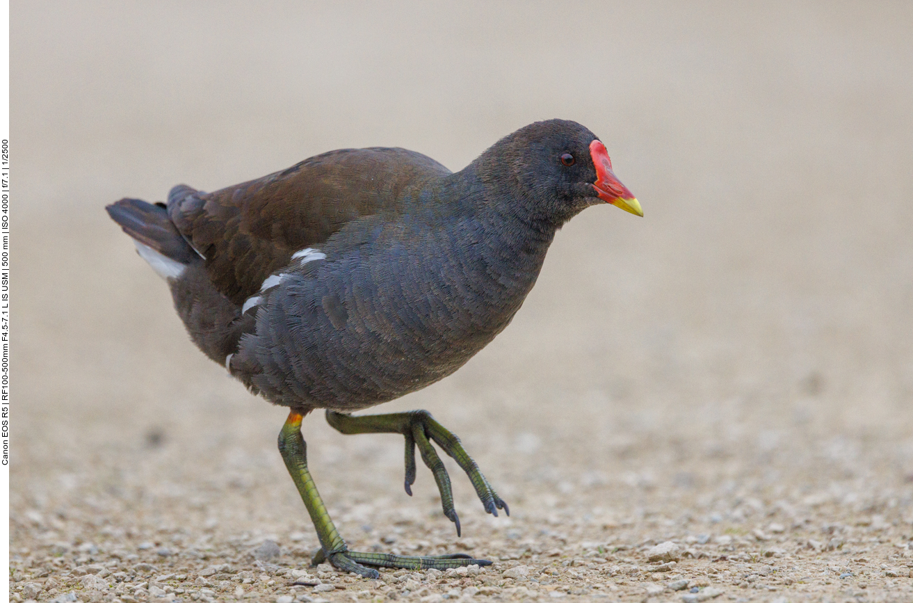 Teichhuhn