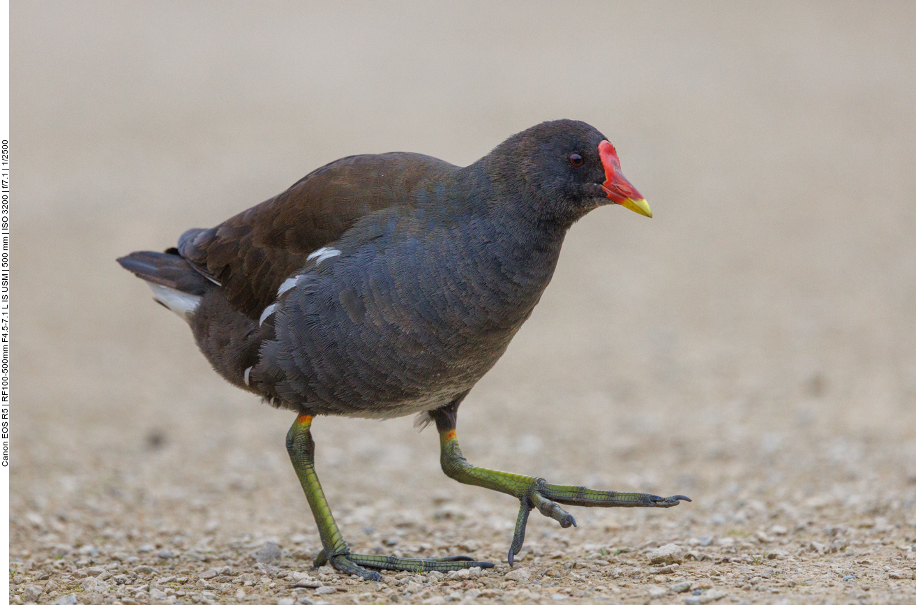 Teichhuhn