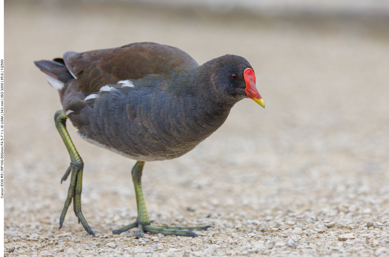 Teichhuhn