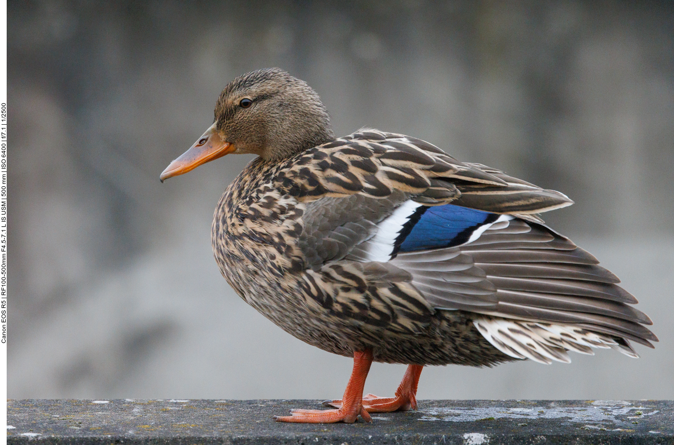 Stockente