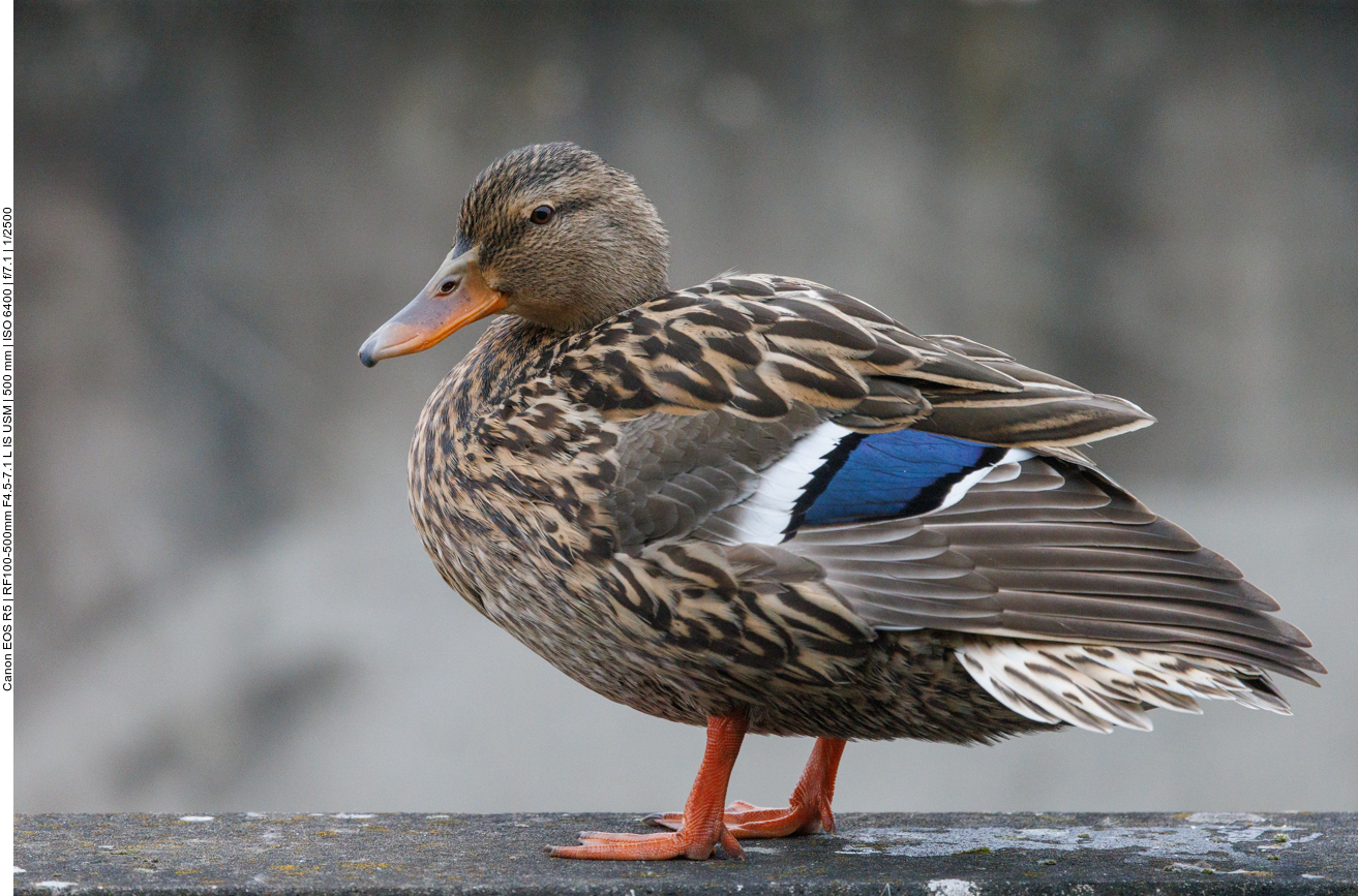Stockente