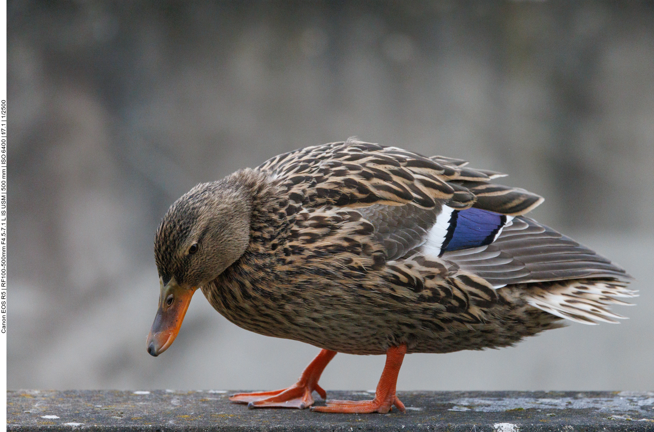 Stockente