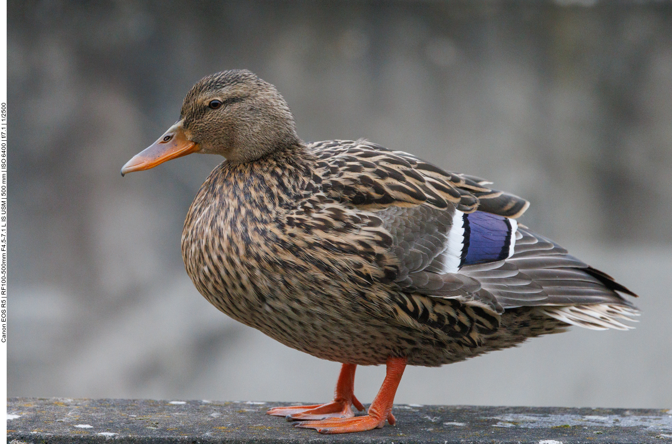 Stockente